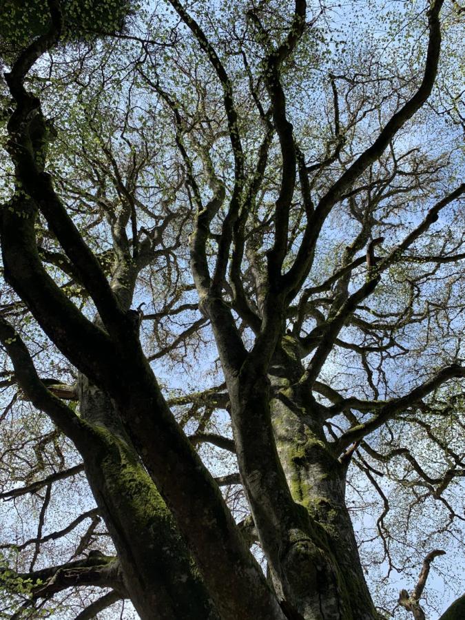 Gite " Oree Des Bois" Vertolaye Exteriér fotografie