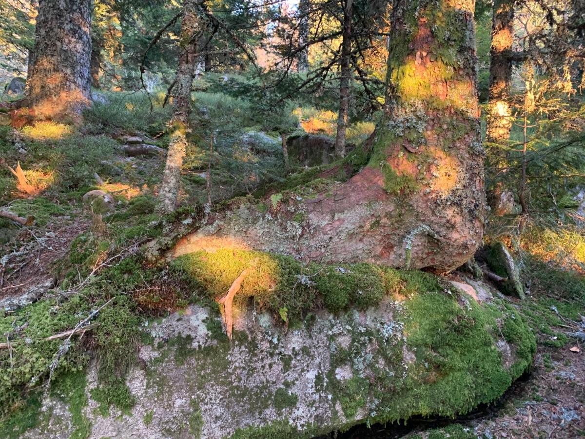 Gite " Oree Des Bois" Vertolaye Exteriér fotografie