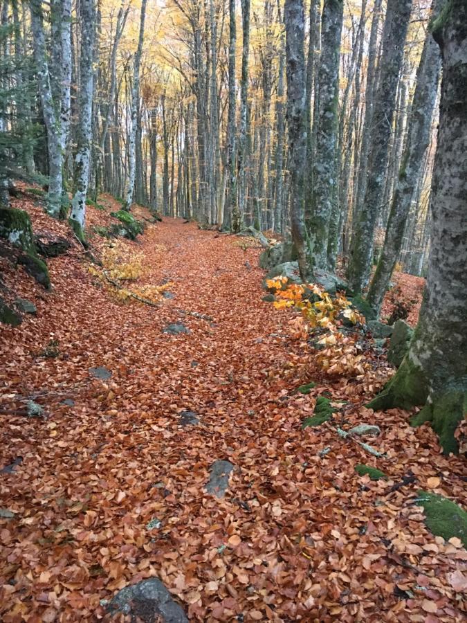 Gite " Oree Des Bois" Vertolaye Exteriér fotografie