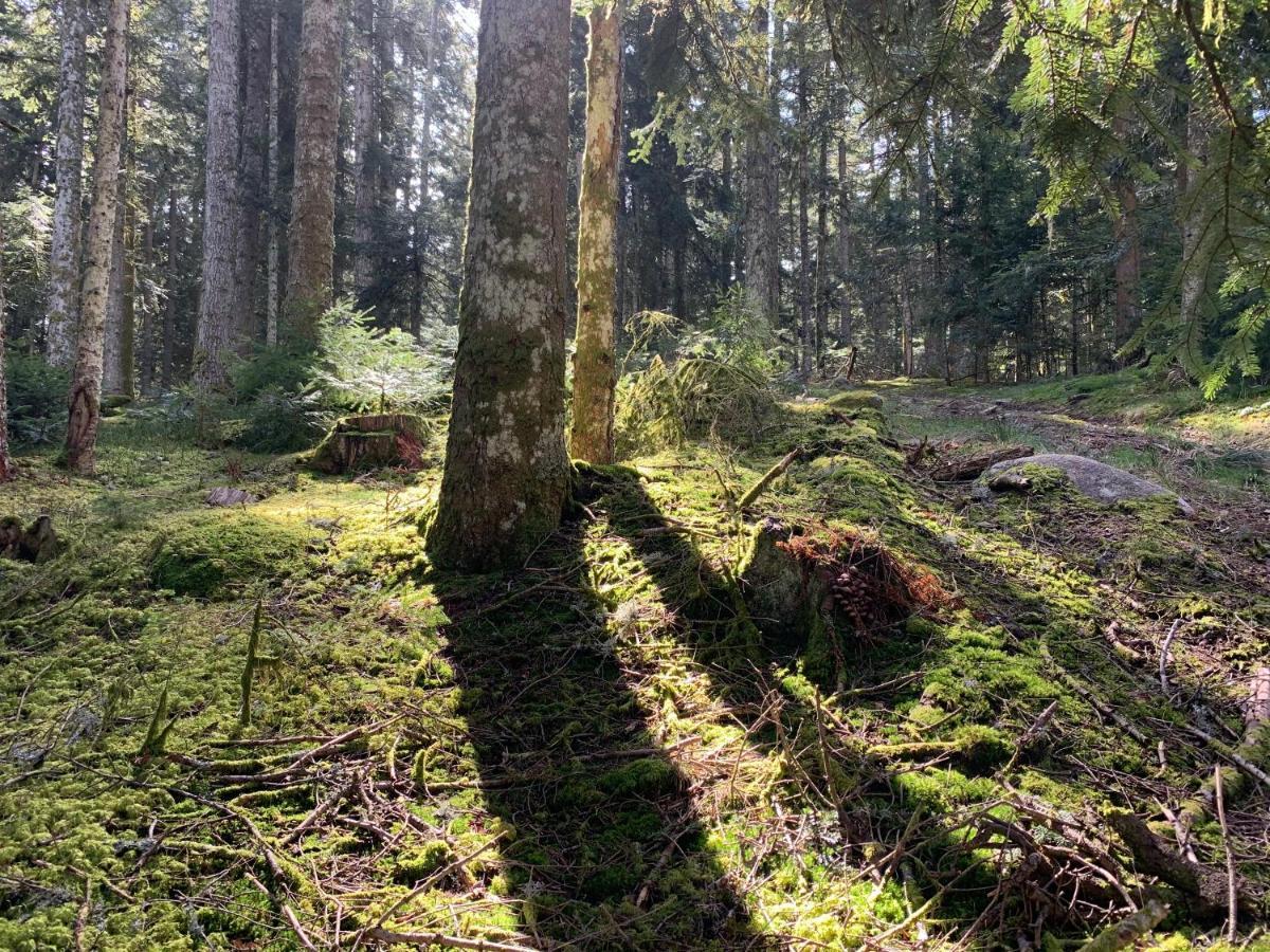 Gite " Oree Des Bois" Vertolaye Exteriér fotografie