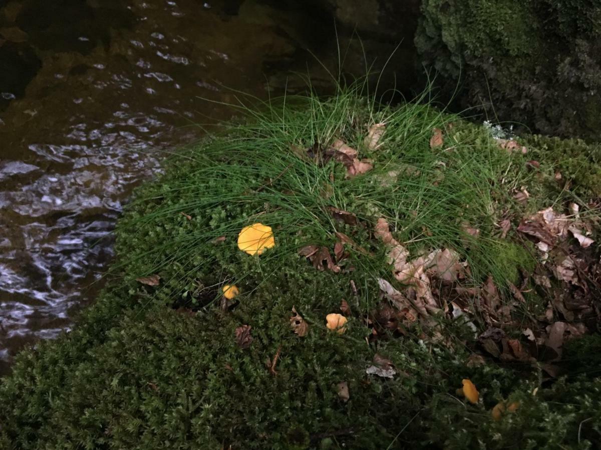 Gite " Oree Des Bois" Vertolaye Exteriér fotografie